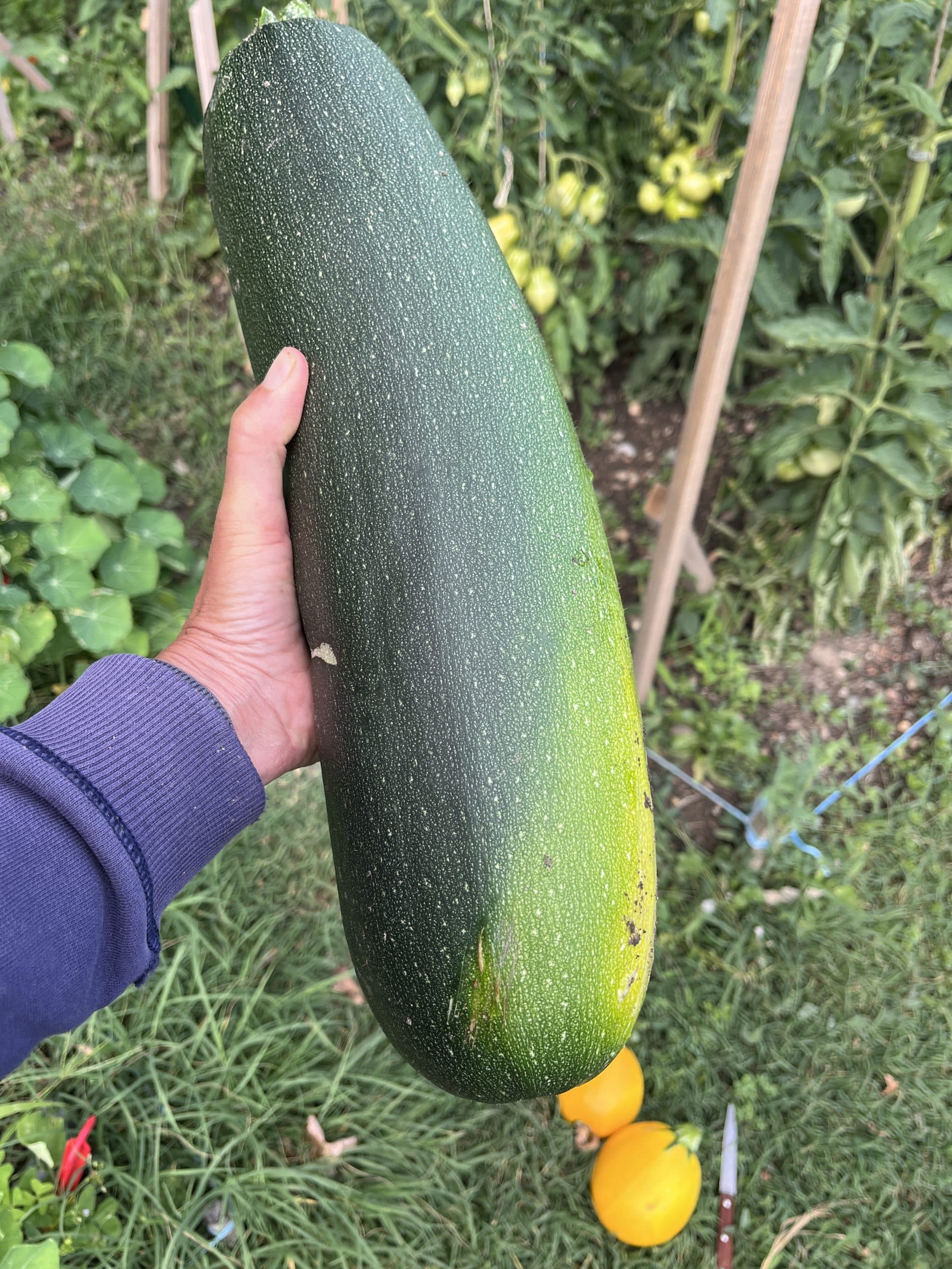 courgette XXL